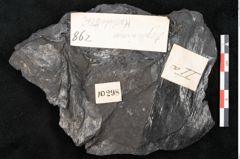 Foto (Detailansicht) von Asplenium hochstetteri Unger (NHMW-GEO-2024-0188-10298)